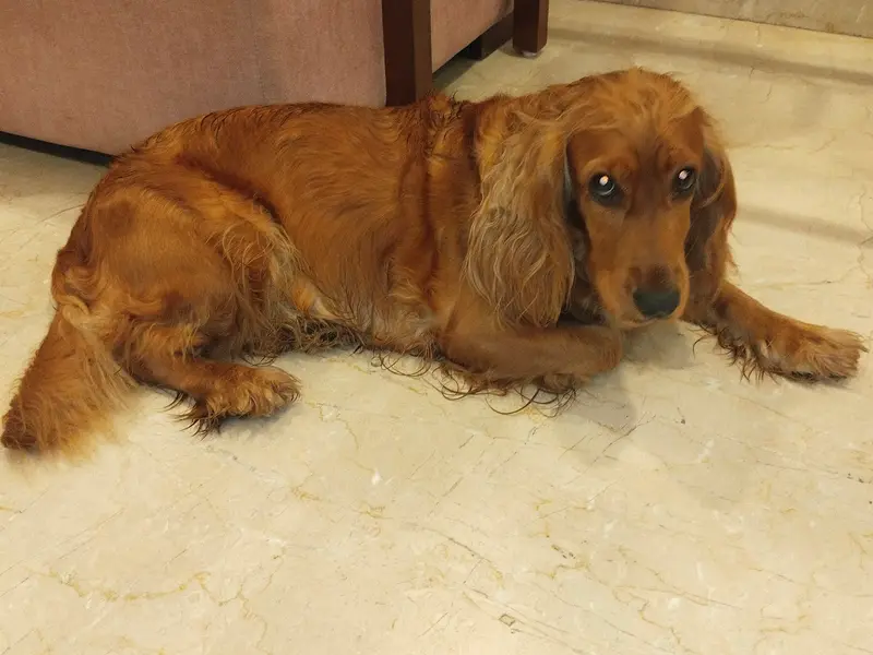 Furries Cafe | Best dog food kitchen in Pune, photo 4