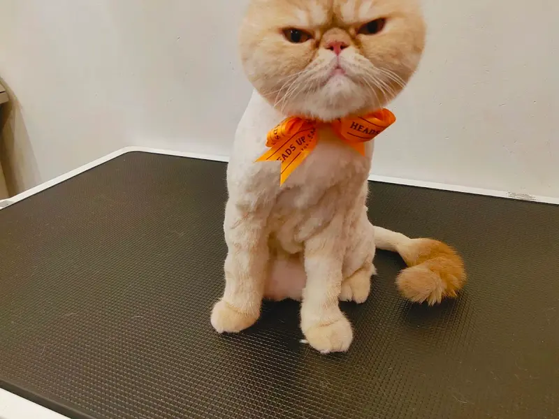 Heads Up For Tails Pet Store & Spa - Magarpatta, Pune, photo 4