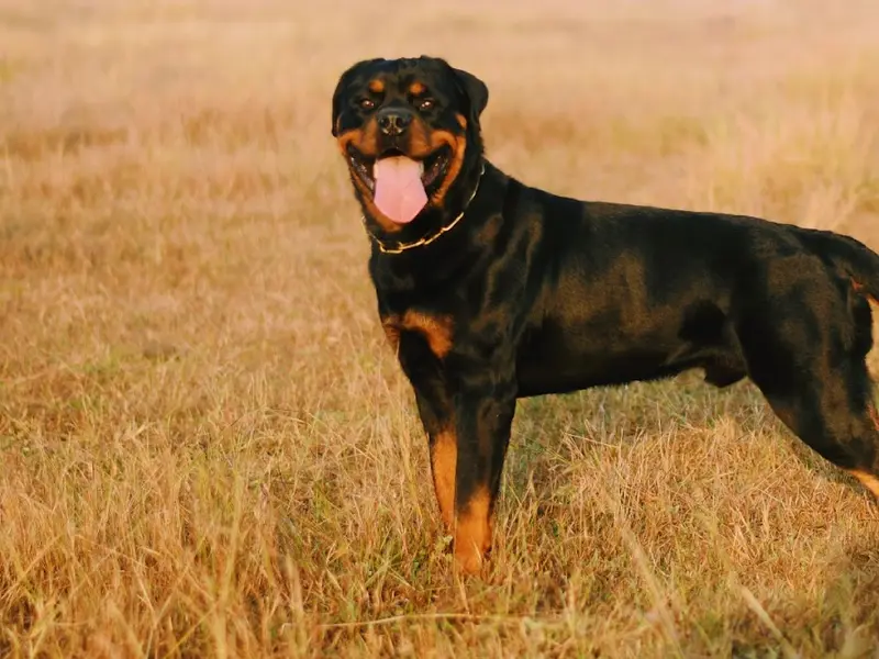 Kraftvoll Kennel, photo 2