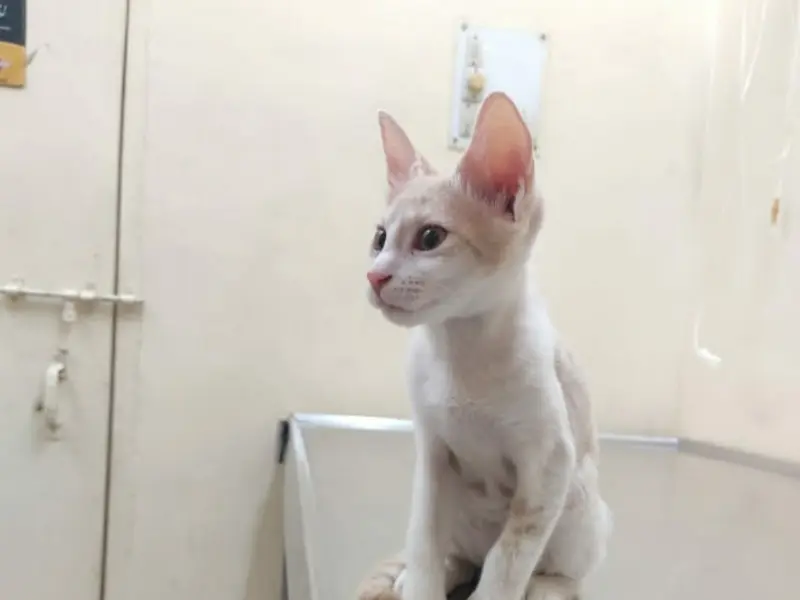 Om Sai Pets Care Clinic, photo 5