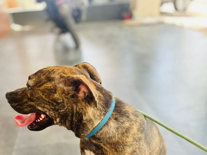 Pet Inn(day care for pets), photo 2