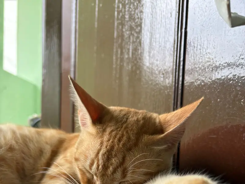 Pet Inn(day care for pets), photo 4