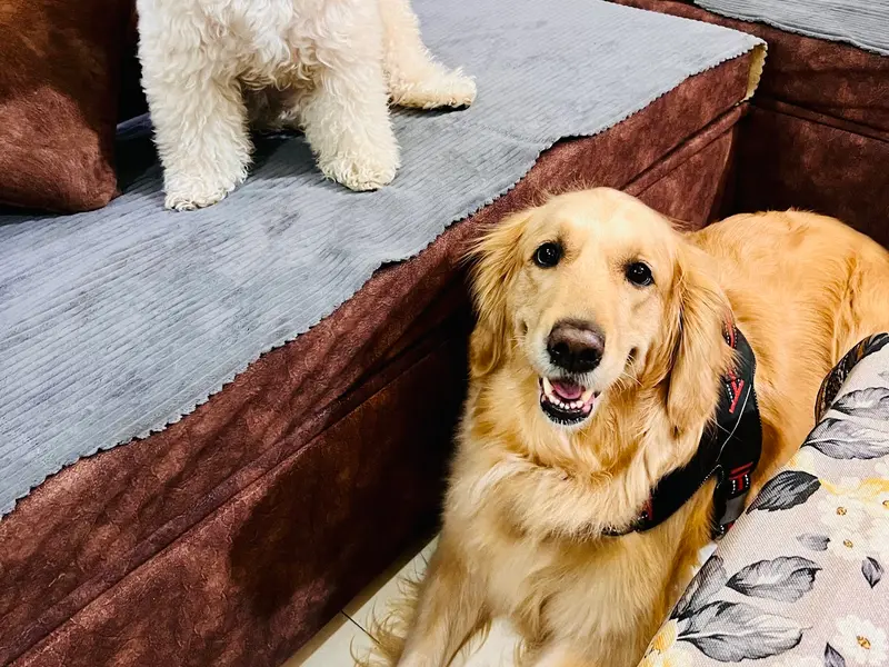 Prinpaws home Petstay and exclusive Petsitting at parents place 🐶🧿🌸🙏, photo 3