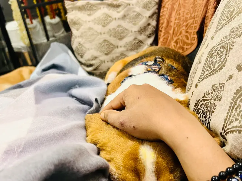 Prinpaws home Petstay and exclusive Petsitting at parents place 🐶🧿🌸🙏, photo 4