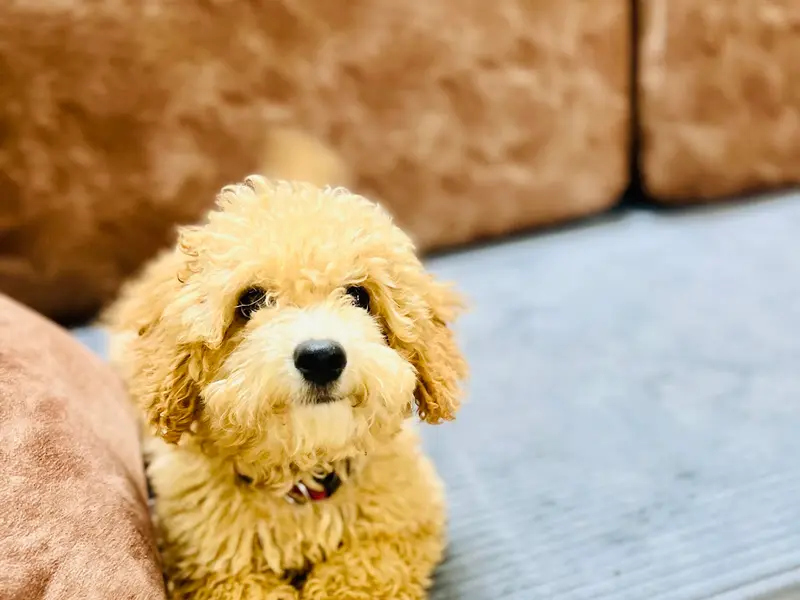 Prinpaws home Petstay and exclusive Petsitting at parents place 🐶🧿🌸🙏, photo 5