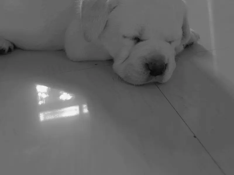 Puppy Adda and Pet Shop, photo 2