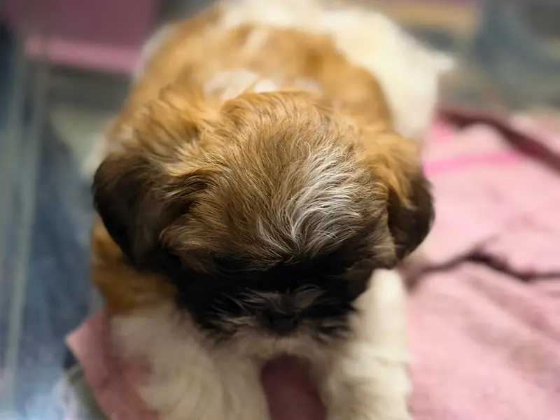 Puppy Adda and Pet Shop, photo 4