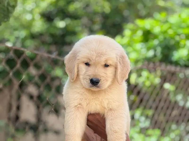 Puppy Adda and Pet Shop, photo 5
