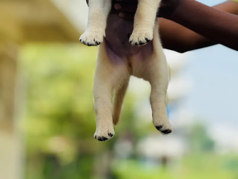Rebel pets services, photo 2