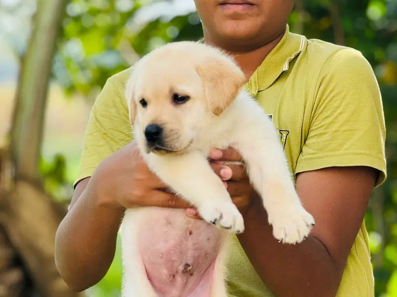 Rebel pets services, photo 3