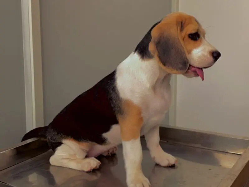 Petaegis Veterinary Hospital, photo 3