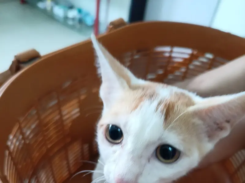 Petaegis Veterinary Hospital, photo 4