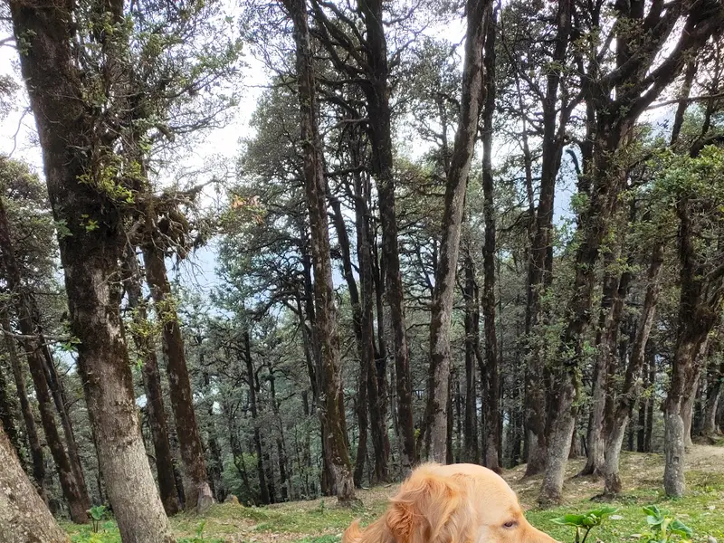 Crown Vet Kalyani Nagar, photo 3