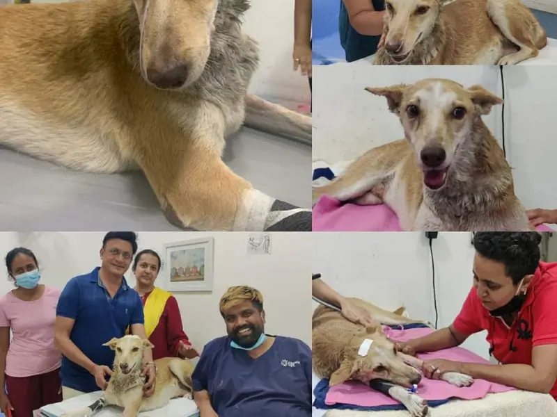 Crown Vet Kalyani Nagar, photo 4