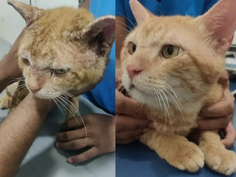 Crown Vet Kalyani Nagar, photo 5