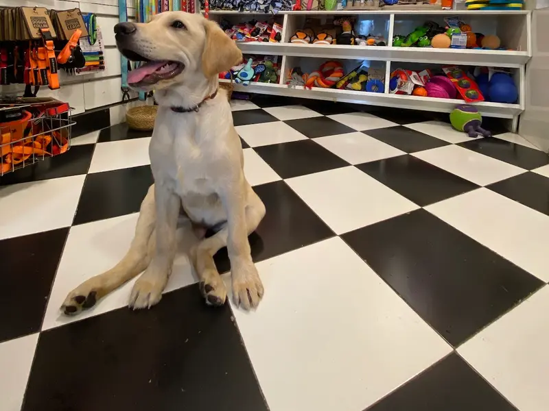 Heads Up For Tails Pet Store - Kalyani Nagar, Pune, photo 2