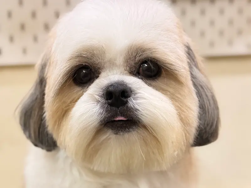 Twix and Butch Professional Pet Salon, Spa & Boutique, photo 3