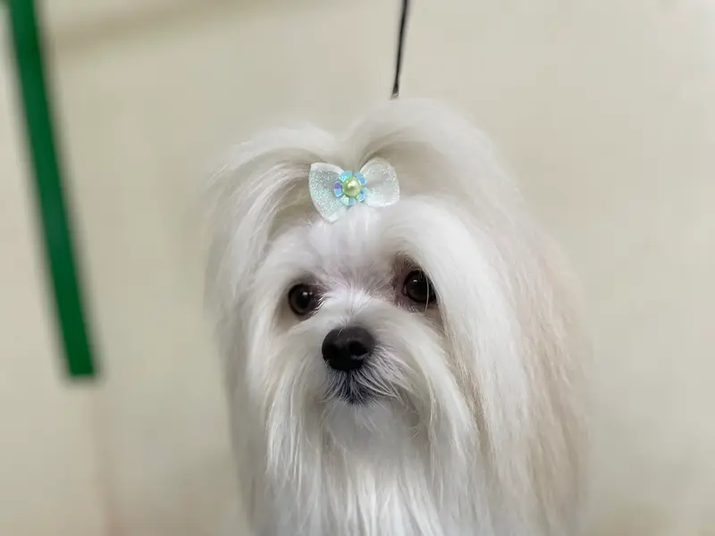 Twix and Butch Professional Pet Salon, Spa & Boutique, photo 4