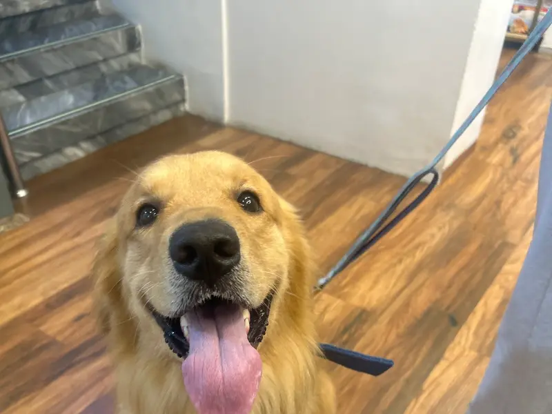 Vetic Pet Clinic Kalyani Nagar, photo 4