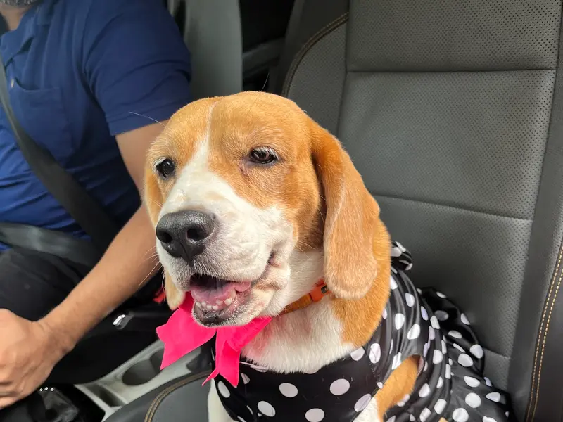 Wooftime, photo 5