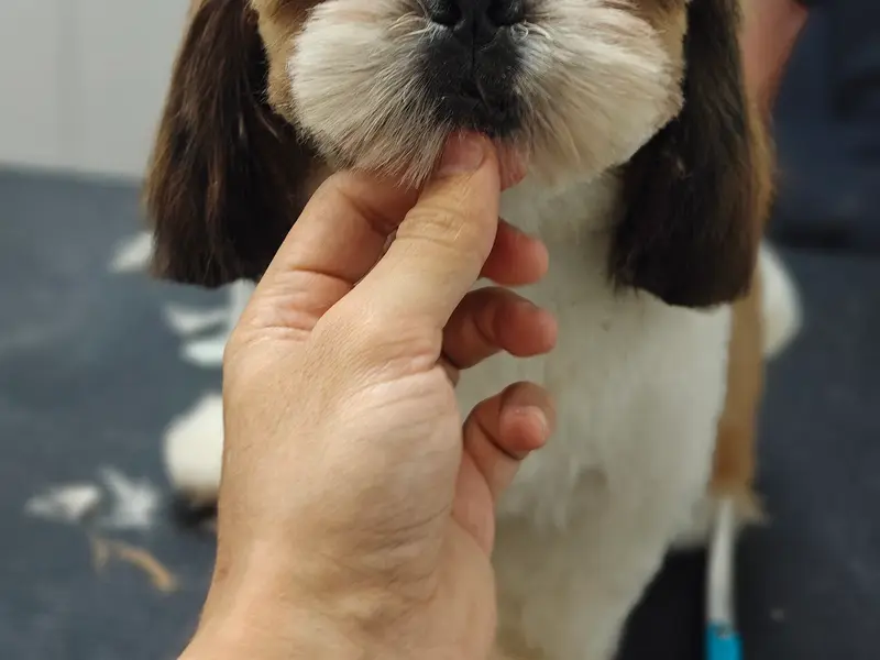 Beauty in the Beast Pet Salon and Day Care, photo 2
