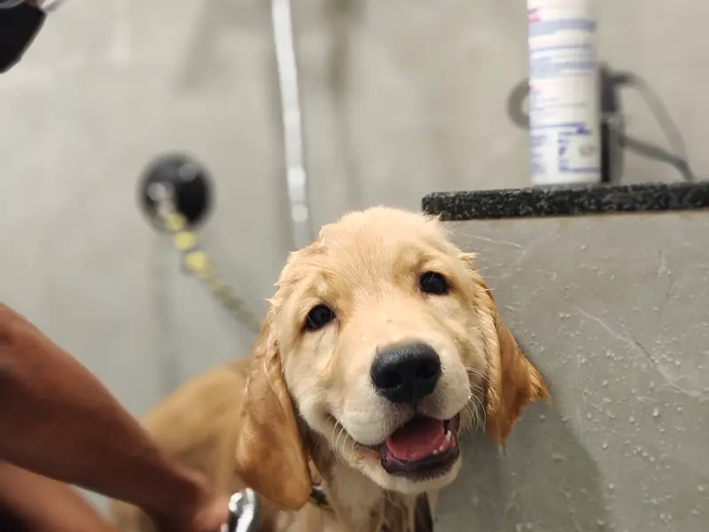 Beauty in the Beast Pet Salon and Day Care, photo 3