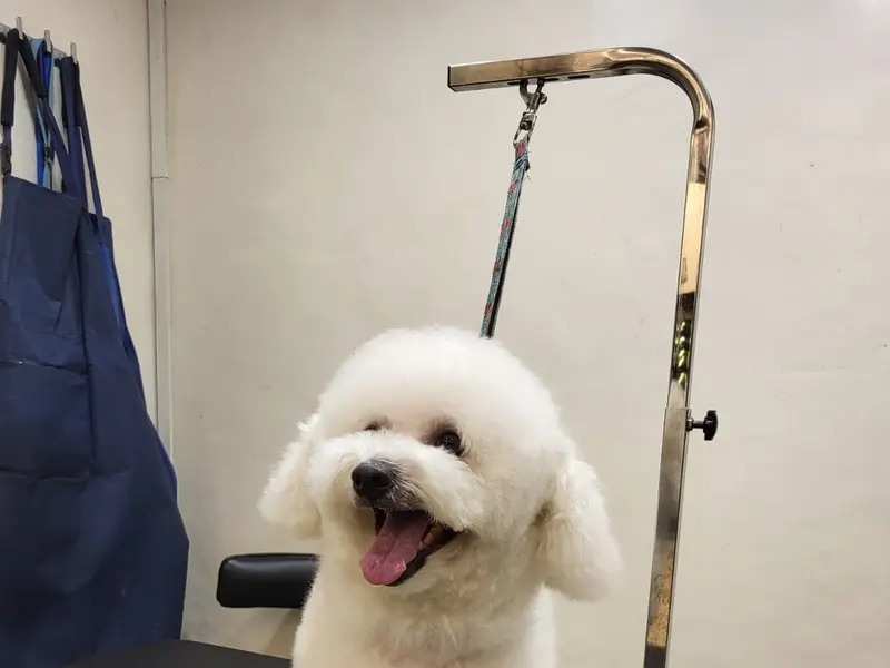 Beauty in the Beast Pet Salon and Day Care, photo 4