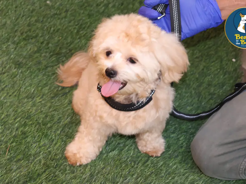 Beauty in the Beast Pet Salon and Day Care, photo 5