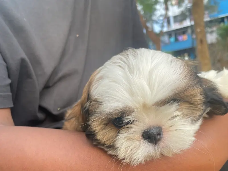 Platinum Pet shop, photo 5
