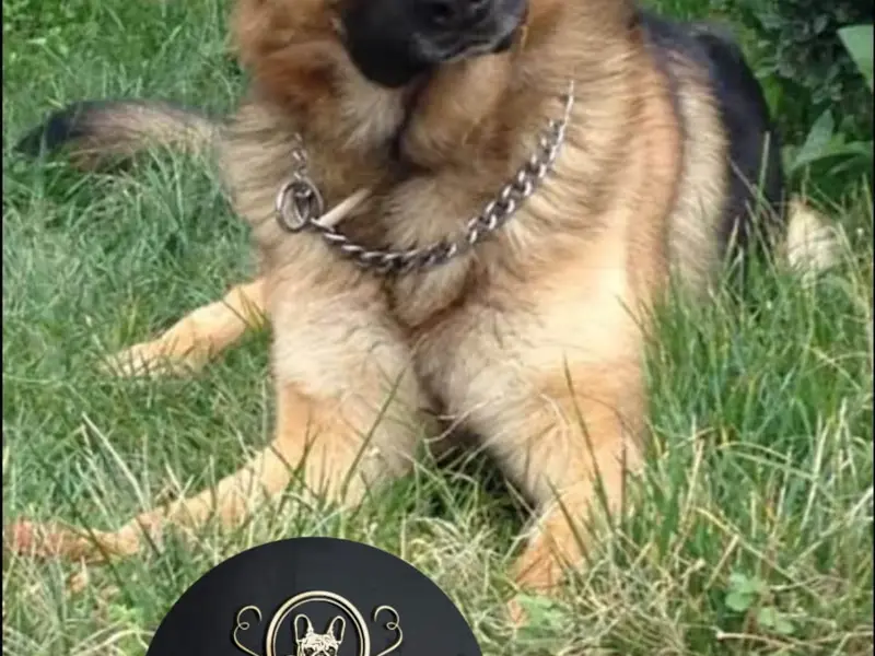 Sky Pets, photo 4