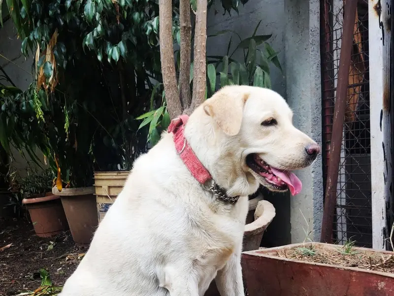 The Dog House (Karve Nagar Branch), photo 3