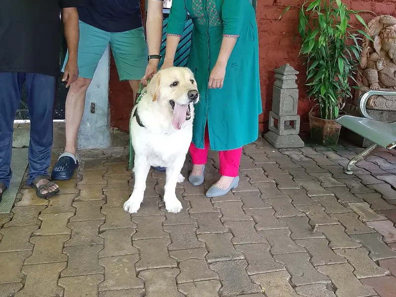 The Dog House (Karve Nagar Branch), photo 4