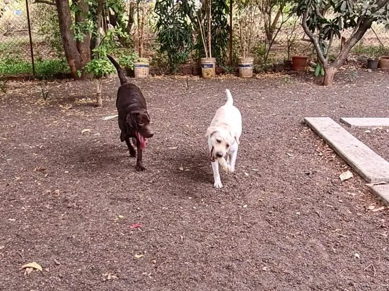 The Dog House (Karve Nagar Branch), photo 5