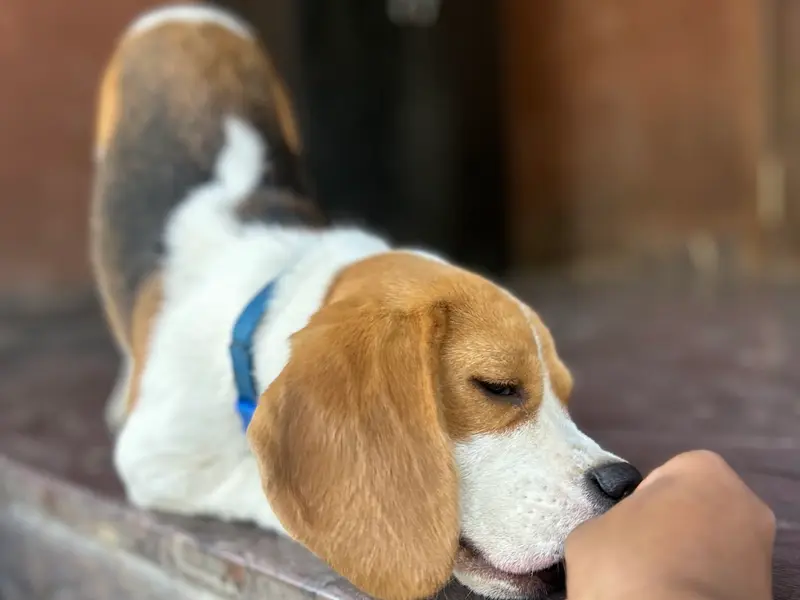 Waggology by Vedika The Dog Trainer, photo 2