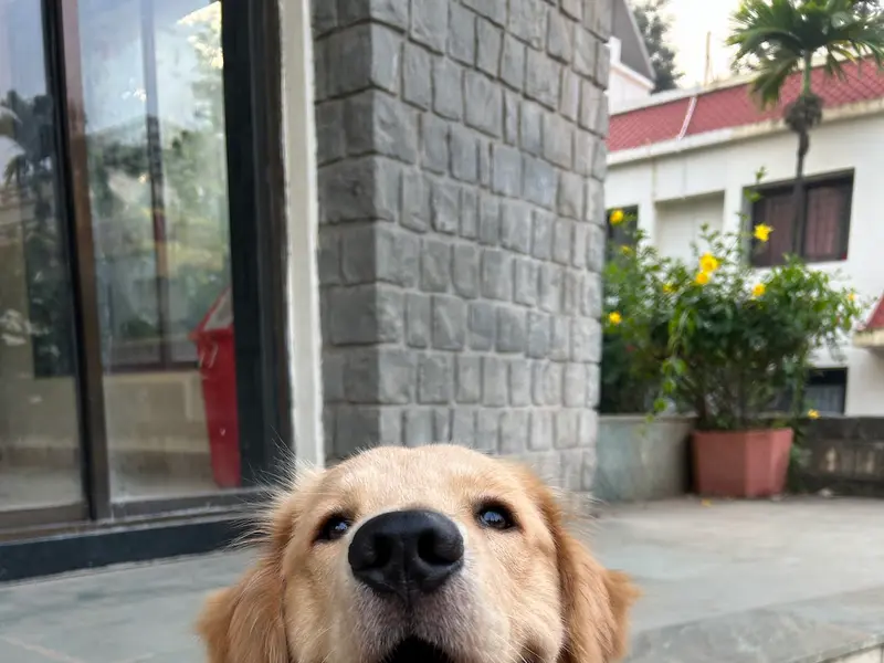 Waggology by Vedika The Dog Trainer, photo 3