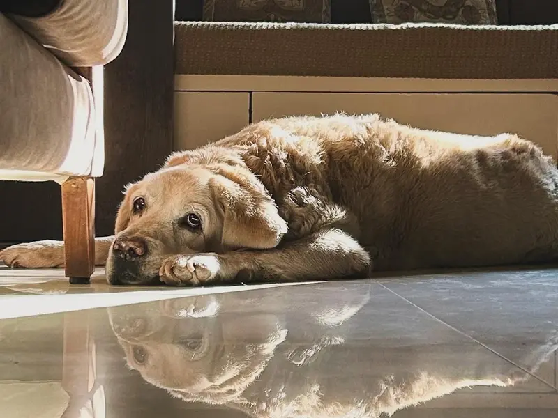 Waggology by Vedika The Dog Trainer, photo 4