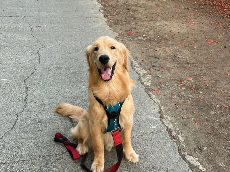 Waggology by Vedika The Dog Trainer, photo 5