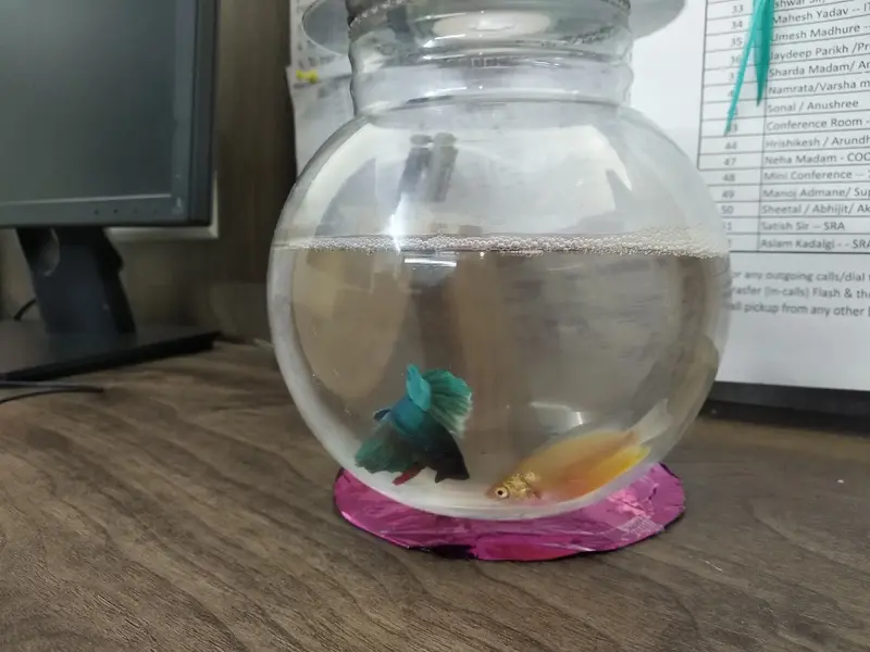 Aquarius Pet Shoppee, photo 2