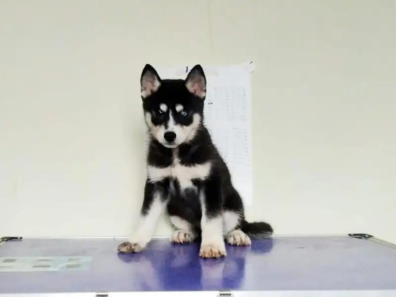 Entertainment Pet Shop, photo 2