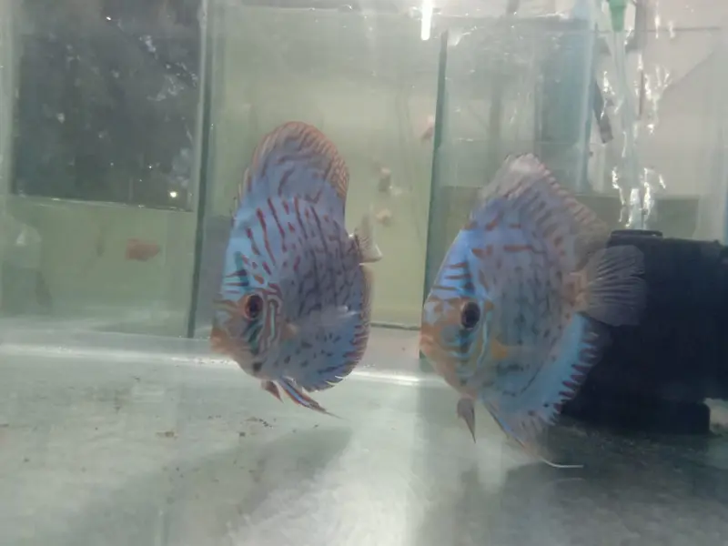 Entertainment Pet Shop, photo 3