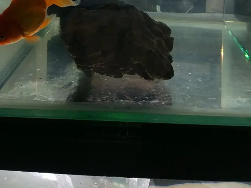 Entertainment Pet Shop, photo 4