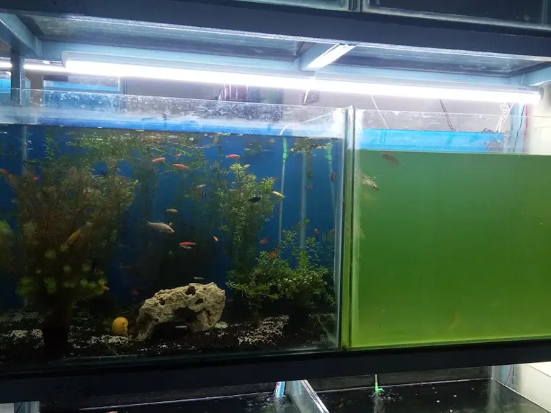 Entertainment Pet Shop, photo 5