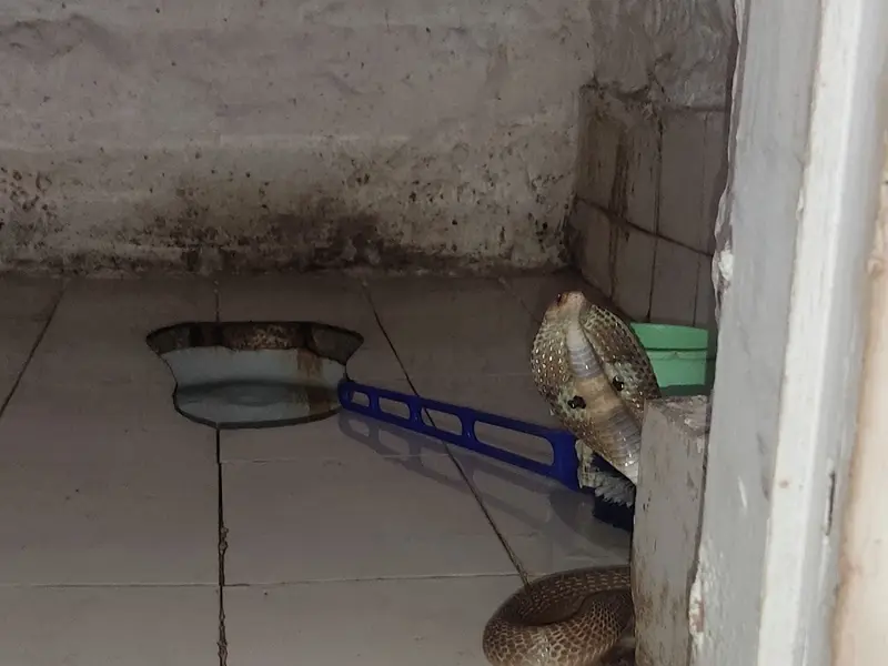 Sarpmitra Aniket Kamble pune, photo 5