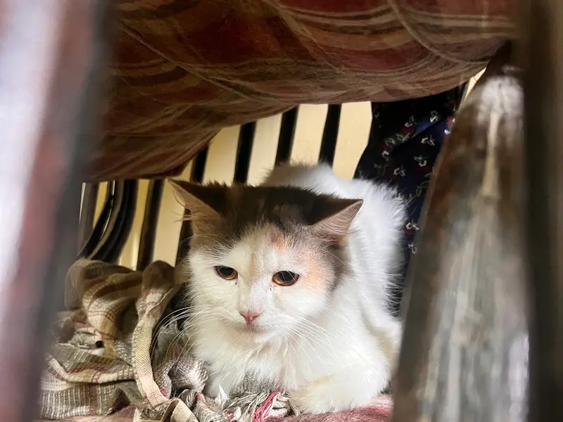 Achal's Pet Boarding, photo 3
