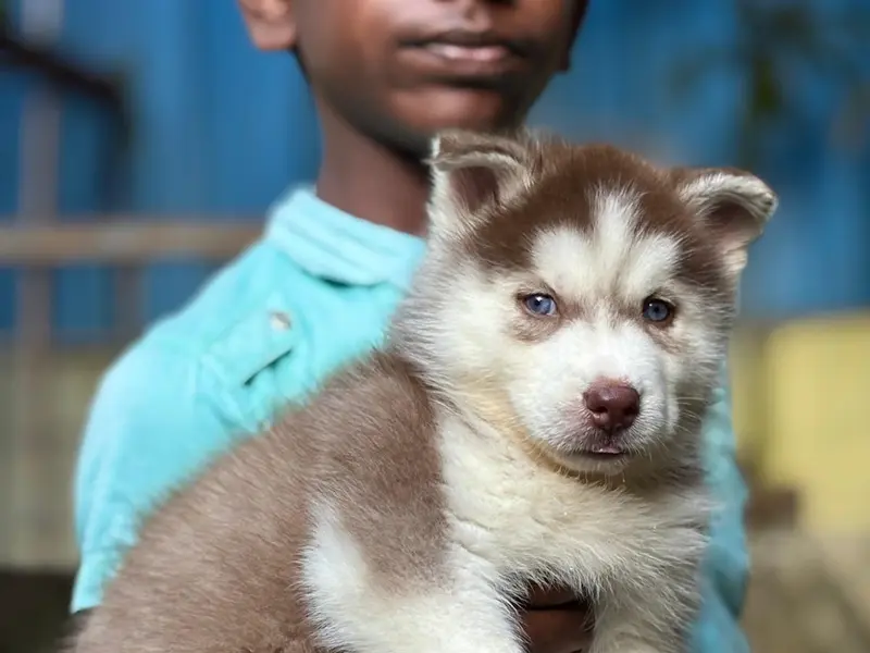 Shri Dog Trainer Pune, photo 2
