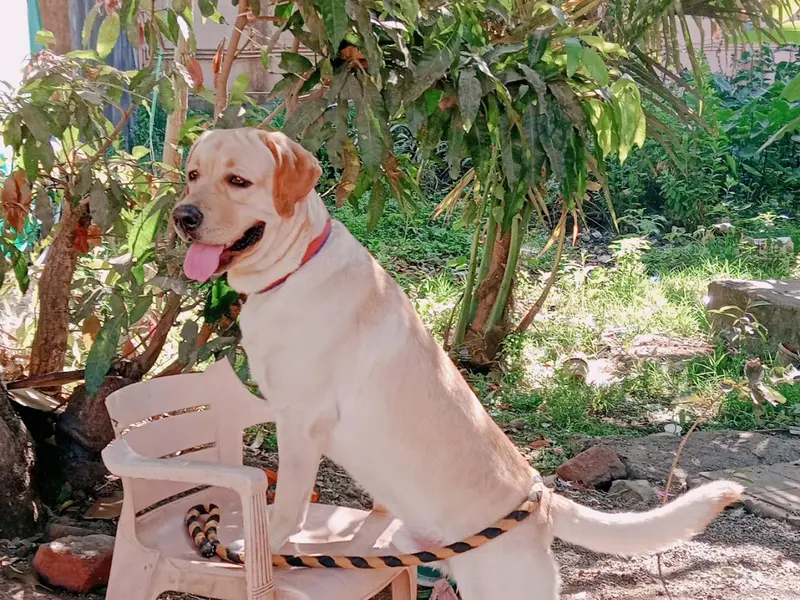 Shri Dog Trainer Pune, photo 4