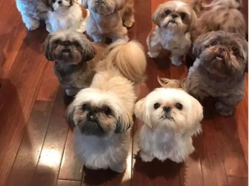 My Wag N Tails, photo 2