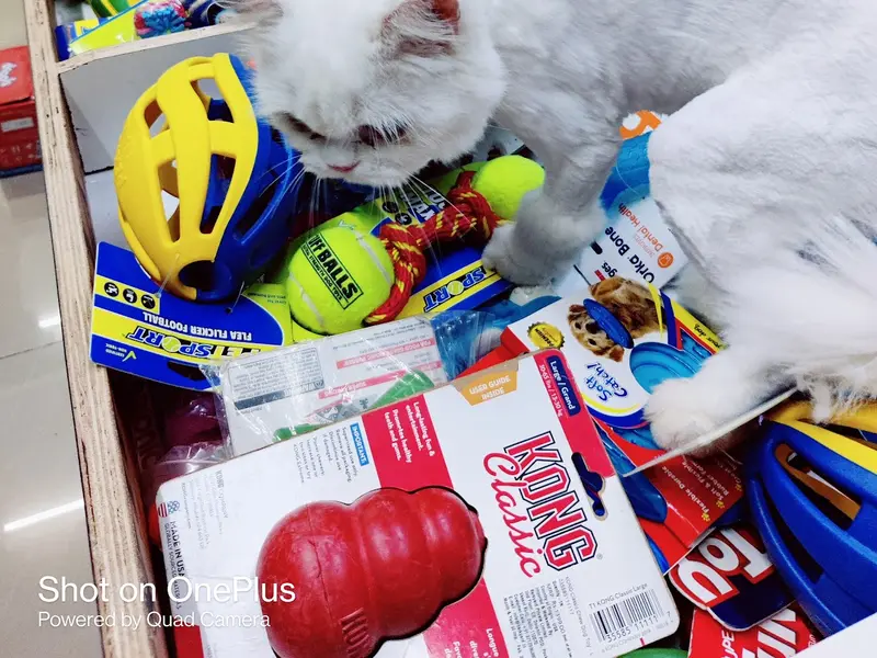 Pet's Land - Pet Food & Grooming Parlour, photo 4
