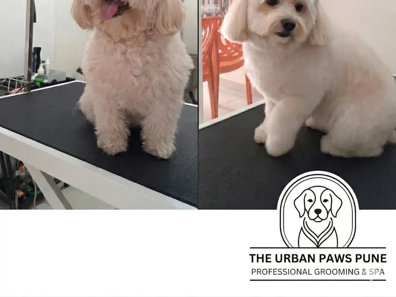 The Urban Paws Pune | Pet Grooming Salon @ Kharadi, photo 2