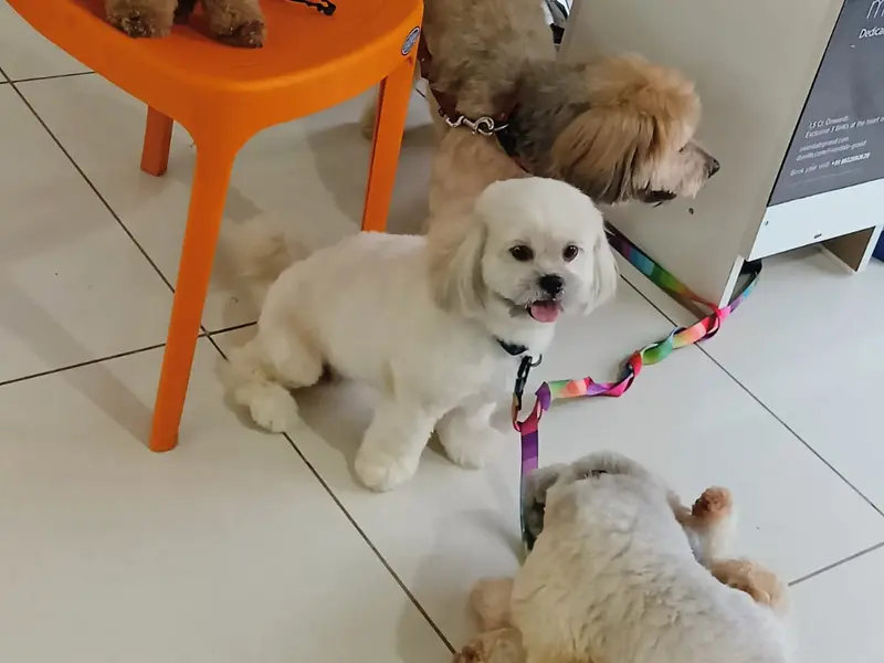 The Urban Paws Pune | Pet Grooming Salon @ Kharadi, photo 3